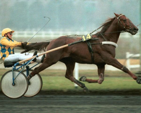 Deckhengst Ourasi (FR) (Französischer Traber, 1980, von Greyhound (FR)) Deckhengst Ourasi (FR) (Französischer Traber, 1980, von Greyhound (FR))