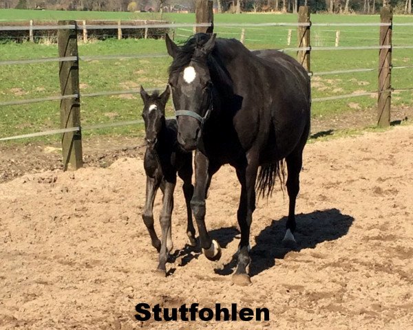 Pferd Ravenna A K (Deutsches Reitpony, 2016, von Duncan 86)