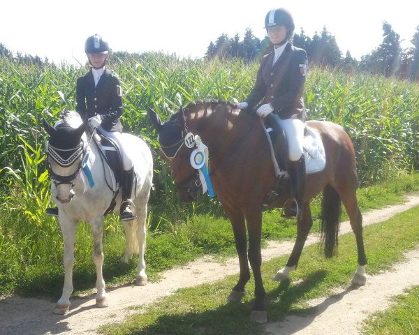 dressage horse Dumbledore 80 (Pony without race description, 2006, from Don Pedro)