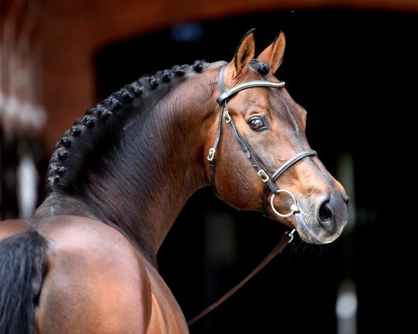 stallion Sandro Boy (Oldenburg, 1993, from Sandro) stallion Sandro Boy (Oldenburg, 1993, from Sandro)