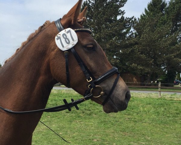 jumper Viola D'Amour (German Riding Pony, 2011, from Dressman III)