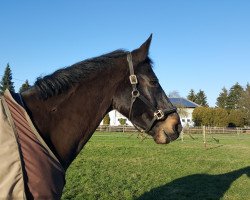 Springpferd Cornetta T (Westfale, 2004, von Cornet Obolensky)