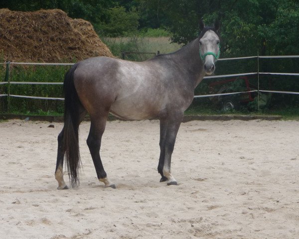 Springpferd Cascado Silberprinz (Westfale, 2011, von Chico 908)