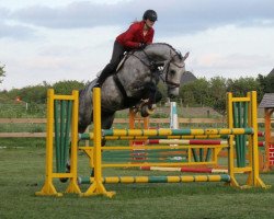 Springpferd Cronus (Holsteiner, 2006, von Contact Me)