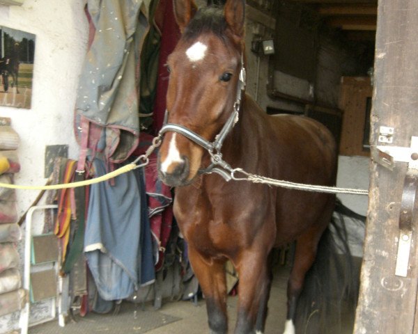 horse Divine Thunder (Sachse,  , from Drakdream)