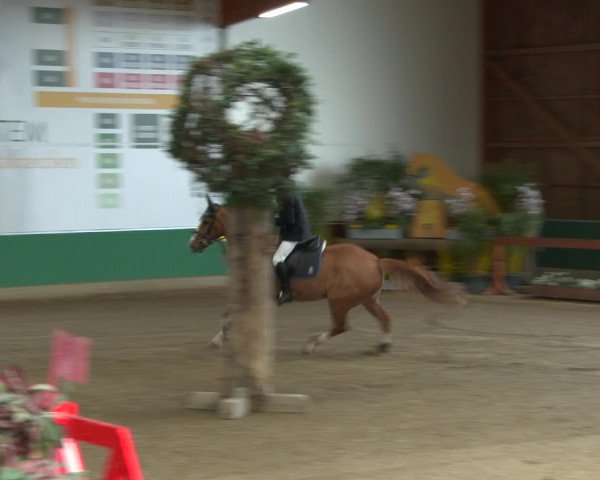 Reitturnier Warendorf-Freckenhorst 2020