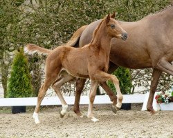 Pferd Bailador (Westfale, 2016, von Borsalino)