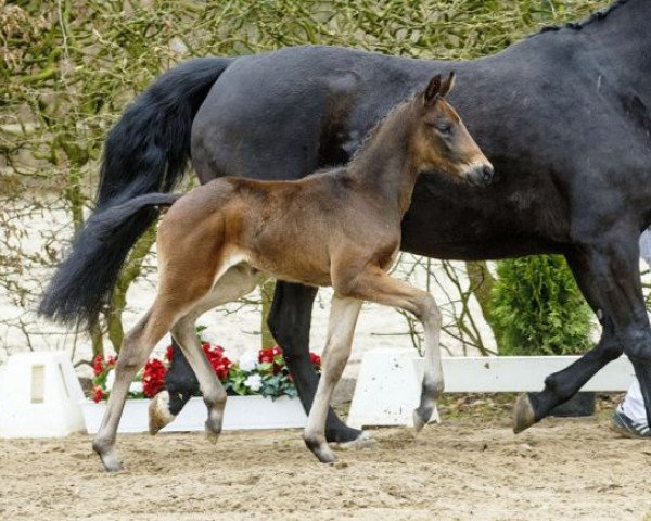 dressage horse Macao (Westphalian, 2016, from Marqués)