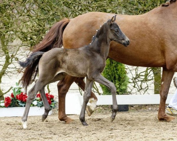 dressage horse Dark Dancer (Westphalian, 2016, from Dante Weltino Old)