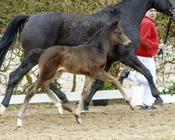 Pferd Bella Lucia (Westfale, 2016, von Bretton Woods)