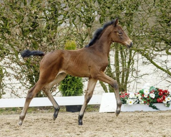 Pferd Sansibar (Westfale, 2016, von Sir Heinrich OLD)