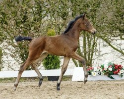 Pferd Sansibar (Westfale, 2016, von Sir Heinrich OLD)