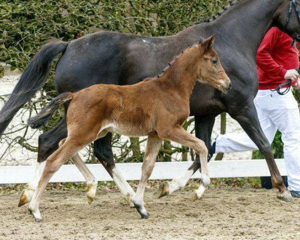 jumper Cardo (German Riding Pony, 2016, from Cosmopolitan NRW)