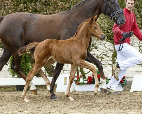 horse Violetta (Westphalian, 2016, from Vilancio)