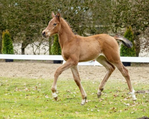stallion Lemon Tree (Westphalian, 2016, from Like Angel)