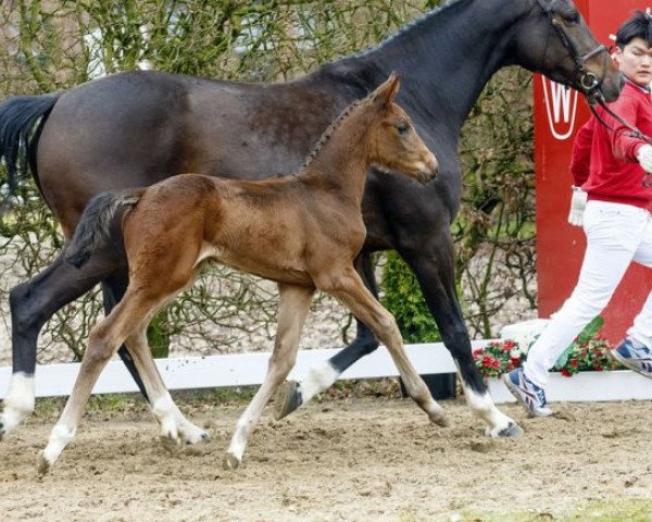horse Ice Age (Westphalian, 2016, from I'm Special de Muze)