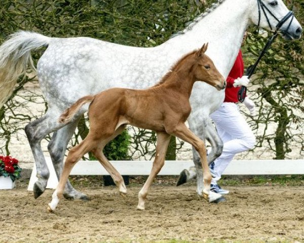 broodmare Disneyland (Westphalian, 2016, from Diamant de Semilly)