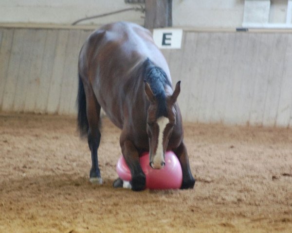 jumper Now Jump (Hanoverian, 2008, from Now Or Never M)