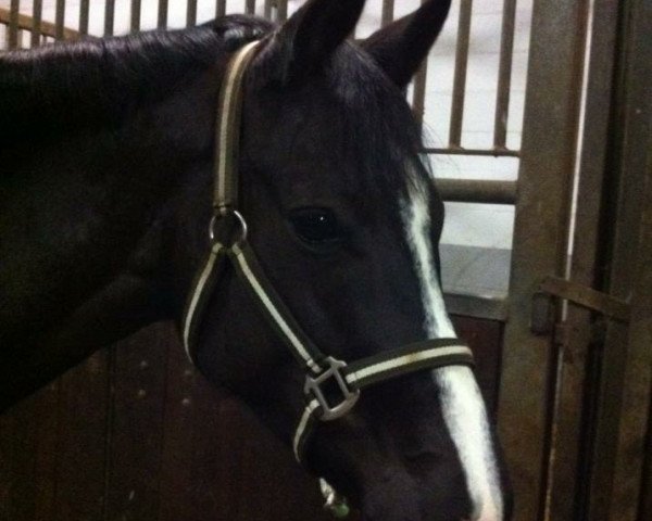 Dressurpferd Vega PH (Deutsches Reitpony, 2008, von Valido's Highlight)