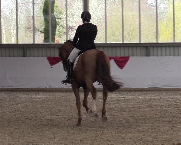 Reitturnier Greven 2020