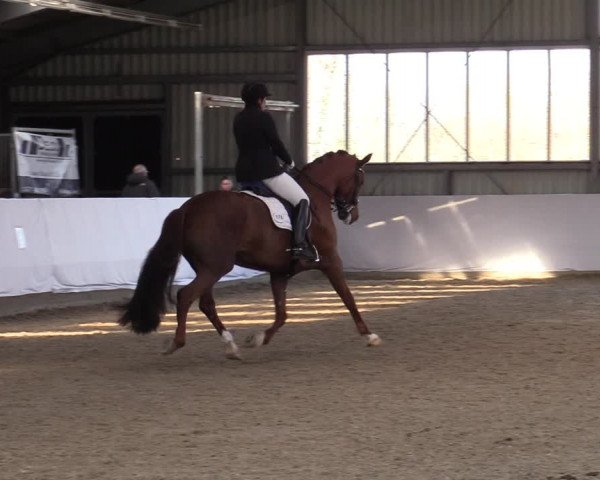 Reitturnier Greven 2020