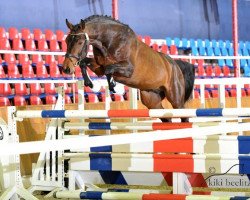 jumper Quidam Devinus (Oldenburg show jumper, 2009, from Quintender 2)
