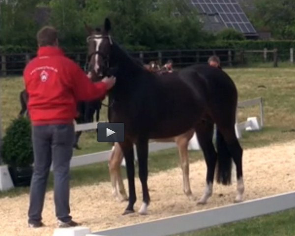 broodmare Ghala (German Riding Pony, 2008, from Davenport II)