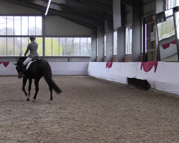 Reitturnier Greven 2020