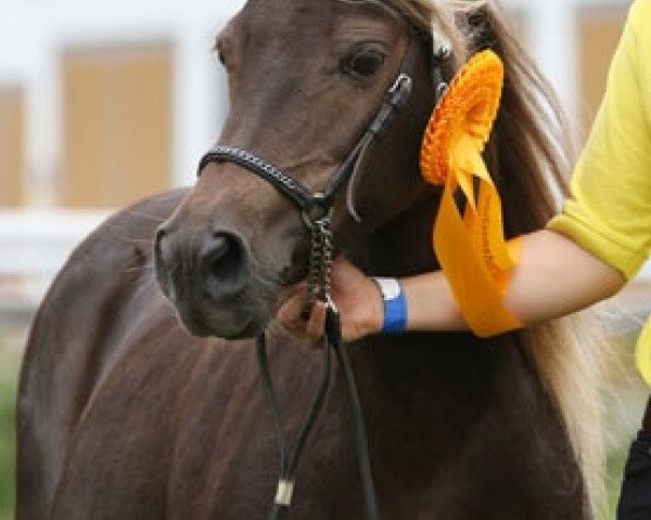 Zuchtstute Hurrican v. Clus (Dt.Part-bred Shetland Pony, 1994, von Jappelu) Zuchtstute Hurrican v. Clus (Dt.Part-bred Shetland Pony, 1994, von Jappelu)