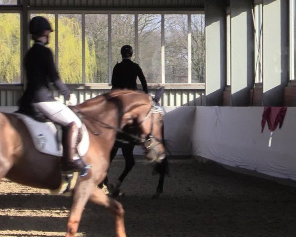 Reitturnier Greven 2020