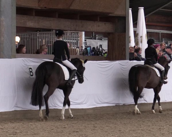 Reitturnier Greven 2020