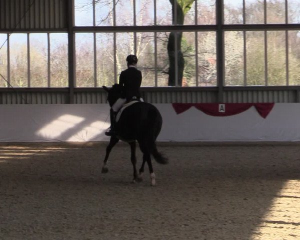 Reitturnier Greven 2020