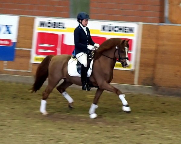 stallion Tizian (Welsh-Pony (Section B), 1994, from Elphicks Facade)