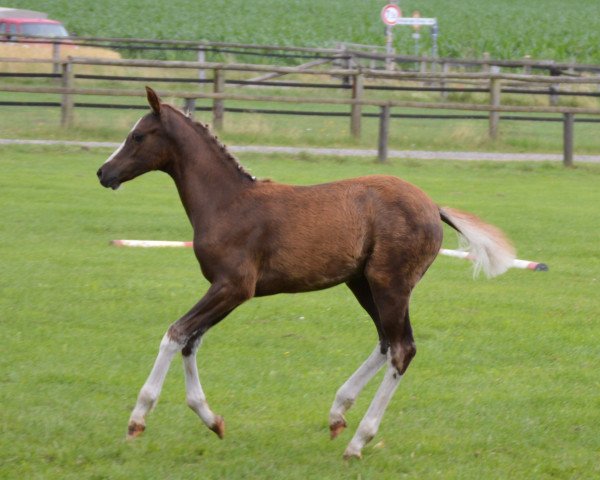 horse Stute v. Palolo x Temptation (German Riding Pony, 2015, from Palolo Kid)
