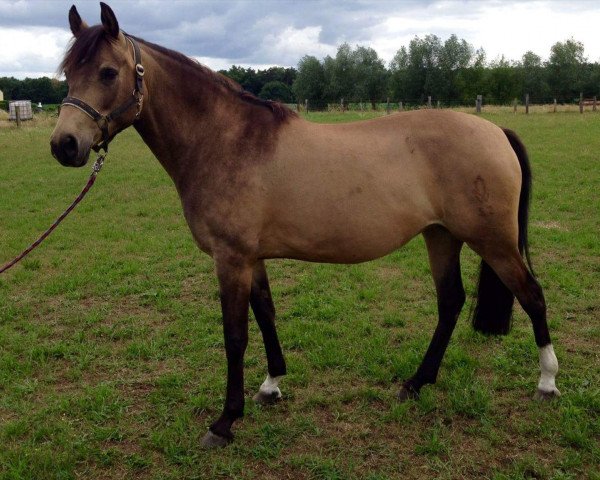 broodmare Chiara (German Riding Pony, 2009, from Classic Dancer I)