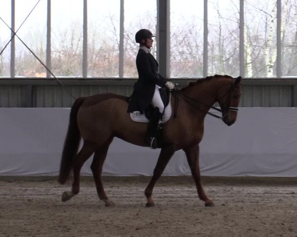 Reitturnier Greven 2020
