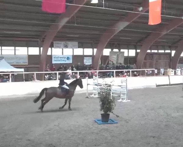 Reitturnier Heidelberg-Kirchheim 2020