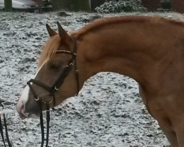 horse Hengst v Dancing Star (German Riding Pony, 2013, from Dancing Star)