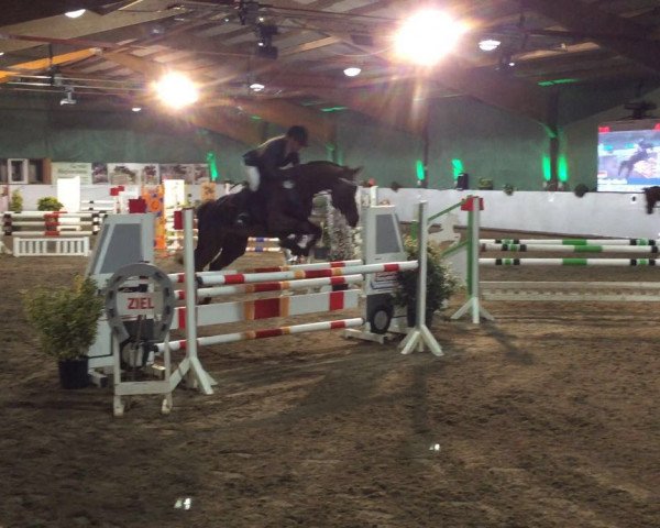 Zuchtstute Quinta's Quickstep (Westfale, 2007, von Quinta Real)