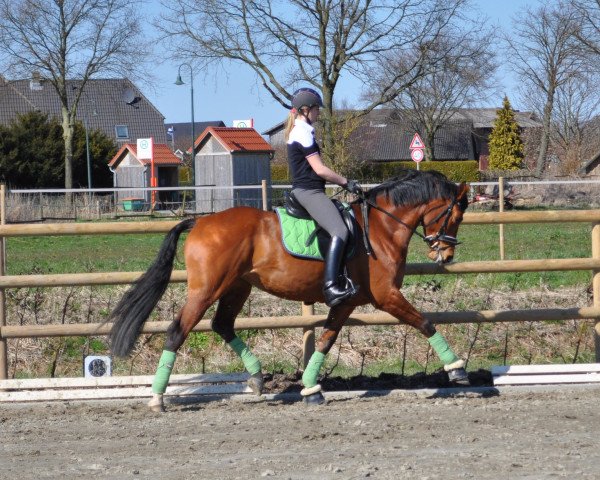 broodmare Amitie Pour La Vie (Hanoverian, 2010, from Alabaster)
