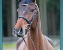 Zuchtstute Cevin's Liberty (Oldenburger Springpferd, 2011, von Cevin Costner)