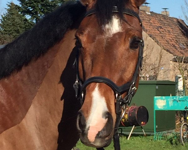 jumper Cassari (German Warmblood, 2009, from Cassiano)