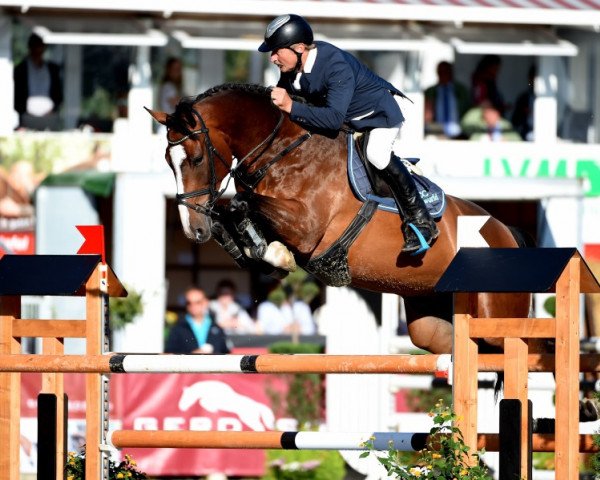 Springpferd Que Casco (Holsteiner, 2009, von Quo Vados I)