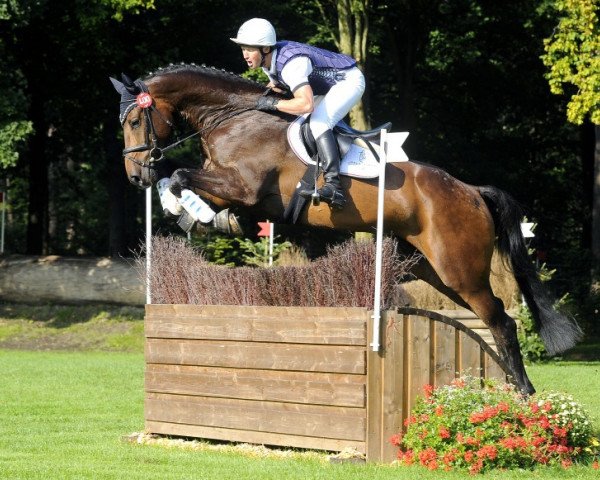 eventing horse Diachello (Holsteiner, 2010, from Diarado)