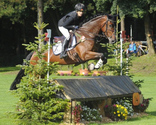 Chovná klisna Chiranyu (Holštýnský kůň, 2010, od Mighty Magic) - CHIRANYU