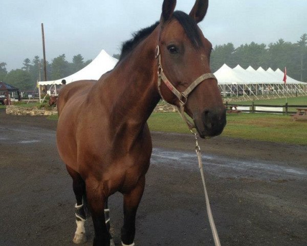 horse Lantana 53 (Westphalian, 1996, from Lapaz L)