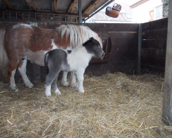 horse Thor von Repgow (Shetland pony (under 87 cm), 2016, from Thorax von Repgow)