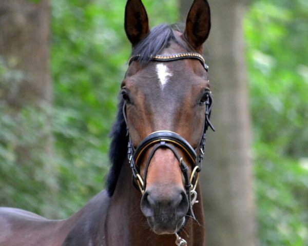 broodmare Filia Magna (Westphalian, 2007, from Fürst Grandios)