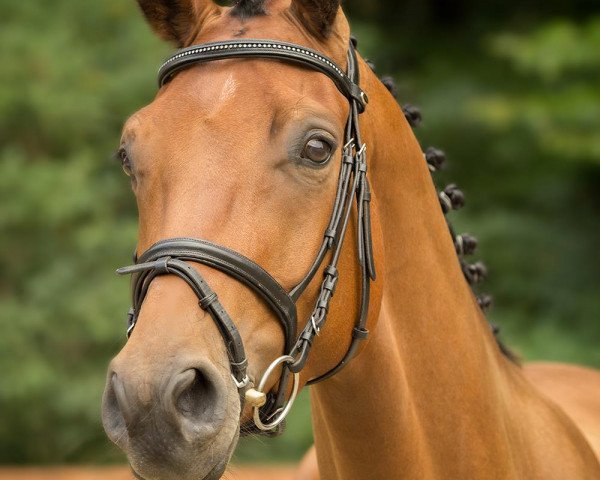 dressage horse Edgar 47 (Rhinelander, 2010, from Ehrenpreis)
