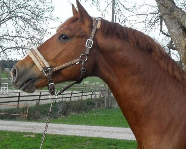 Springpferd Clair de Lune 14 (Oldenburger Springpferd, 2011, von Calvaro Z)